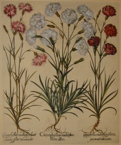 Besler Basilius (1561-1629) Caryophyllus multiplex flore albo... 1613 Norimberga